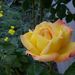 Rosemo Rosemo