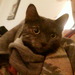 cat9999 cat9999
