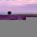 100lavenderfields