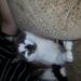 catlover2011