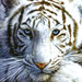 CreativeWriter76