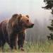 Lonelybear