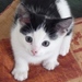 rosiethecat