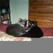 LOSTElaine