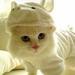 joyousopinion634