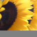 flower89 flower89