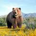 bear57