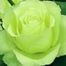 irishroses2