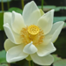 bigsislee