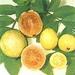 guayaba