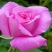 iheartmzb iheartmzb