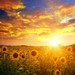 SunflowerDelight
