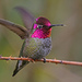 heavenhummingbird