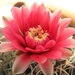 desertflower1234