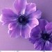 halliwell123