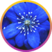 Naturopathic