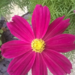 Rosa17