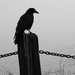 LonelyBlackBird