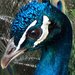 Cellophanebirdcalls