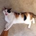 DancingKitty