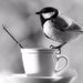 greentea