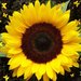 SunflowerProv.