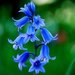 bluebell bluebell