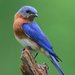 bluebird2334