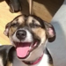 Jackrussel15