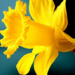 daffodil7