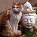buddhacat buddhacat