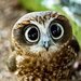 Owleyes