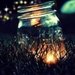 fireflywings
