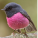 birdners birdners