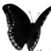 Blacbttrfli Blacbttrfli