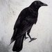 crowcall crowcall