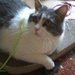 mycat2 mycat2