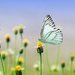 butterflyRainbow