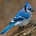 Jay.Bird