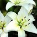 lilyflower lilyflower