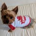 Yorkie