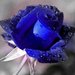OMGZBEAUTIFUL