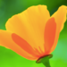 socalpoppy socalpoppy