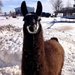 llamafarm llamafarm