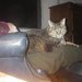 alphacat63 alphacat63