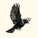 blackbird_singing blackbird_singing