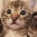 TinierKitten TinierKitten