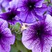 flora_lion flora_lion