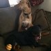 RottsLife