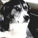 runnindog